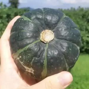 싱싱햇 국산 미니 밤호박 보우짱 단호박 2.5kg