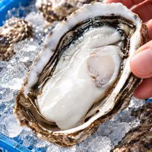 [대한민국농수산] 당일채취 신선한 통영 햇 생굴 1kg (500g * 2팩)