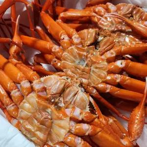 [한결마켓] 영덕홍게 2kg(자숙,생물) 수율80%이상