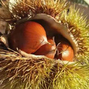 26년 국내산 햇밤 알밤 생밤 5kg 대