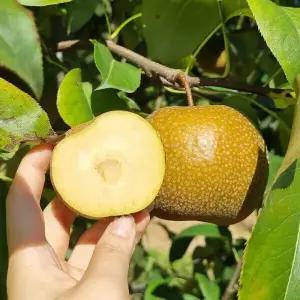 돌배 산돌배 3kg(9kg 주문시 10kg 발송)