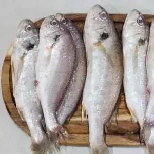 신선한 냉동 국내산 백조기 2kg 탄탄한 살결 튼실한 생선구이