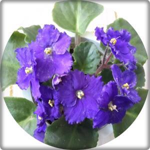 아프리칸바이올렛 african violet 꽃화분 포트화분 플랜테리어 애완식물