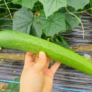 [강원도 홍천] 국내산 유기농법으로 재배한 무농약 친환경 신선한 오이 백다다기 5kg