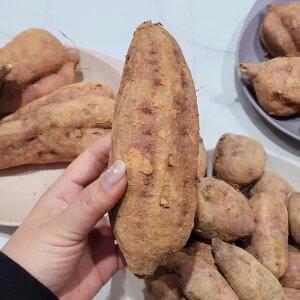 [농할] 해남 햇 호박고구마 5kg 왕대(300g이상)호풍미