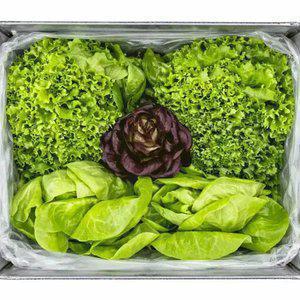 국내산 모듬 샐러드용 채소 1kg (3-5종 랜덤)