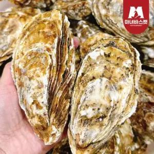 마녀바스켓 통영 사계절 삼배체굴 개체굴 10kg