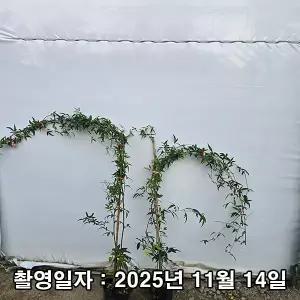 목향장미 / 루테아 / 1m(전후) / 개화주