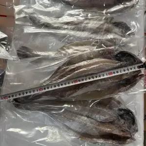 국내산 특왕 반건조 민어 5마리