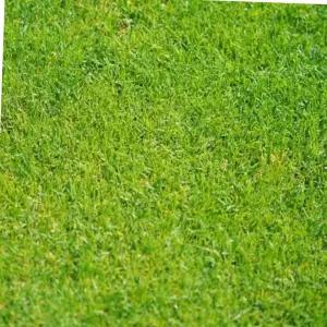 잔디 씨앗 정원 골프장 운동장 축구장 산소 종자 30g