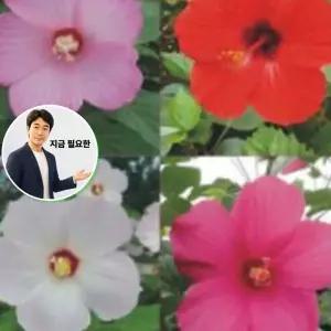 지금 필요한 혼합 종자 씨앗 부용화 야생화 품종 꽃씨 1500립 야생화씨 정원