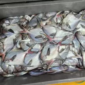 연안 생물 횟감 병어 1kg
