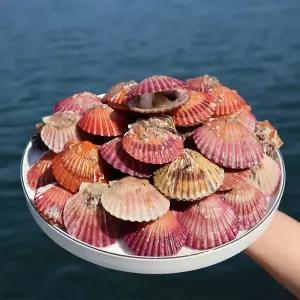 통영 정품 홍가리비 1kg(22미 내외)