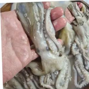 냉동수산물 냉동낙지 통낙지 냉동 낙지 6미