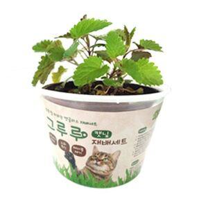 그루루 캣닢 재배세트 Cat Grass 고양이 스트레스 완화 귀여운 냥이들의 골치거리 헤어볼 배출 캣그라스 압축배양토