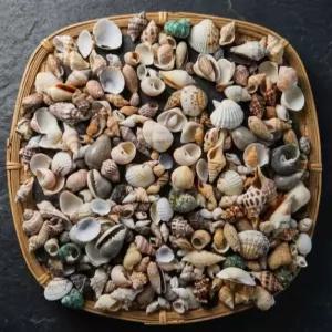 diy 만들기 재료 화분 어항 장식 소품 조개껍질 0.5-3cm 1kg