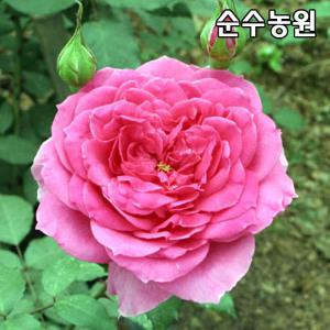 유럽사계덩굴장미 묘목, 코랄던 개화주 포트1개/넝쿨, 줄장미/꽃나무