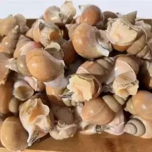 명품 동해안 자연산 백골뱅이(대)1kg(15~24미내외)