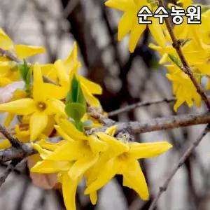 개나리나무 묘목 키100~120cm 뿌리묘 20개/꽃나무