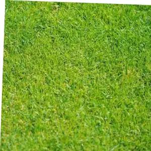 종묘사 정원 골프장 운동장 축구장 산소 잔디 씨앗 종자 30g