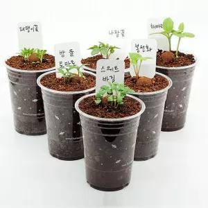 관찰 화분 식물 키우기 세트/만들기/키트/미니/학습/교구/초등/모종/새싹/재배기/재료/실내