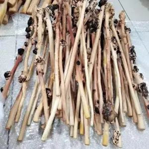 감태나무지팡이 연수목 어르신 자연목 생신 장수 목발