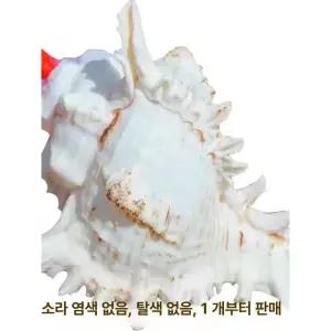 나각 뿔나팔 소라 고동 달팽이 트럼펫 관악기 호루라기