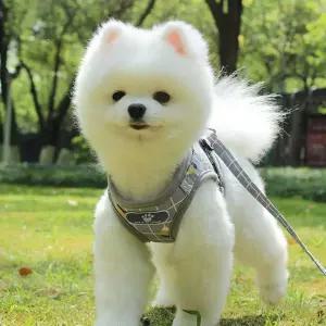 반려견 리드줄 체크 조끼 하네스 베이직 패턴 기본