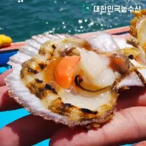 [대한민국농수산]국내산 제철 홍가리비 2kg 외 특품 가리비