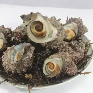 제철 생물 국내산 자연산 뿔소라 3kg