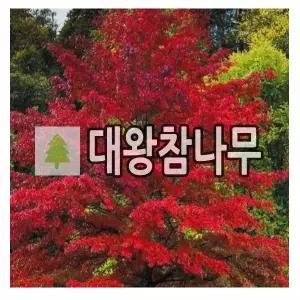 대왕참나무 묘목 핀오크 연결포트묘 6개묶음