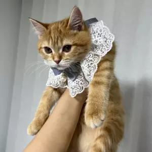 고양이 레이스 턱받이 스카프 블루 S 강아지케이프 반려묘소품