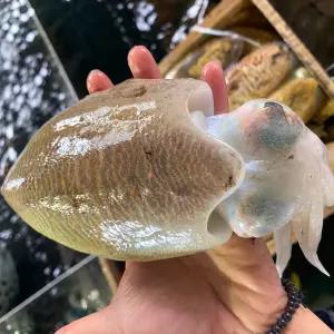서천 어부의 생물 갑오징어 1kg