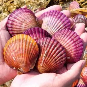 통영 홍가리비 1kg