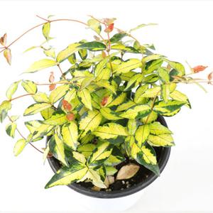 황금마삭줄(중품)