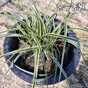 상록사초류 모종, 백록담 7치포트 1개/그라스/다년초/조경수