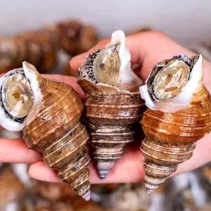 이프로마켓 국내산 포항 살고동(중대)1kg(20미내외)