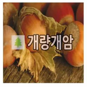 개량개암나무 묘목 헤이즐넛 바르셀로나 삽목2년 포트묘