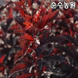 신품종 자엽국수나무 묘목, 올블랙 15cm포트 1개/꽃나무