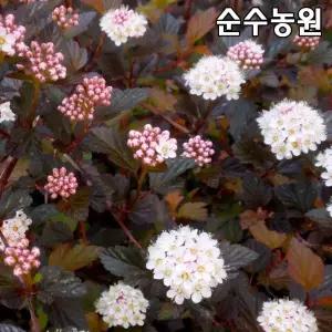 신품종 자엽국수나무 묘목, 리틀엔젤 15cm포트 1개/꽃나무