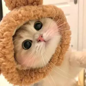 고양이모자 강아지 모자 고양이 소형강아지모자 고양이의류