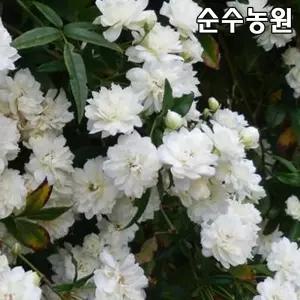 목향장미나무 묘목, 흰색 (크림화이트) 키150-180cm 1개/찔레묘목/울타리
