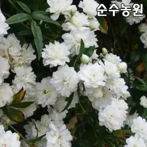 목향장미나무 묘목, 흰색 (크림화이트) 개화주 키100cm전후 1개/찔레묘목/울타리