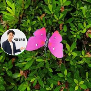 지금 필요한 정원 인테리어 장식 정원데코 소품 나비