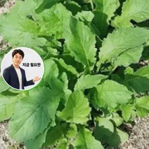 지금 필요한 20g 채소 야채 식물 얼갈이 나는농부다 씨앗 치마열무 종자