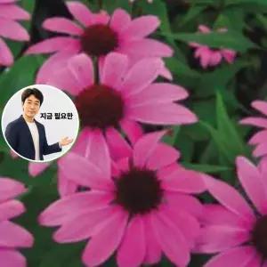 지금 필요한 1000립 품종 종자 씨앗 꽃씨 야생화 자색루드베키아