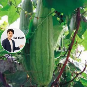 지금 필요한 20립 천연 박과 식물 야생화씨앗 종자 씨앗 수세미 품종