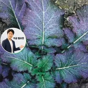 지금 필요한 김장 종자 600g 품종 가을 채소 야채 얼청갓씨 씨앗 얼청