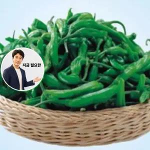 지금 필요한 꽈리 풋고추 야채 채소 궁전먹고추 씨앗 고추 품종 종자 50립