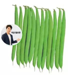 지금 필요한 강남콩 종자 10g 채소 그린빈스 품종 씨앗 정원꾸미기